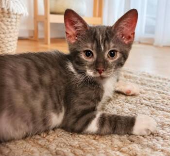 Cannoli -  Domestic Short Hair Cat for Adoption in Sebastian, Florida - Cannoli | PetCurious