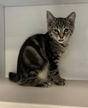 *Piglet* -  Domestic Short Hair Cat for Adoption in Salt Lake City, Utah - *Piglet* | PetCurious