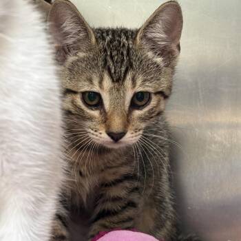Poodle -  Domestic Short Hair Cat Available for Adoption in Baltimore, Maryland - Poodle | PetCurious
