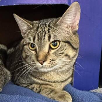 American Shorthair Cats Available for Adoption - Bobert | PetCurious