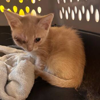 Buttons -  Domestic Short Hair Cat for Adoption in Bend, Oregon - Buttons | PetCurious
