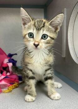 Mayonnaise -  Domestic Short Hair Cat for Adoption in Montgomery, New Jersey - Mayonnaise | PetCurious