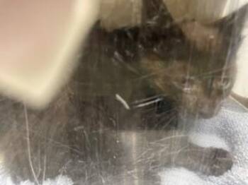 HEART -  Domestic Short Hair Cat for Adoption in Kent, Washington - HEART | PetCurious