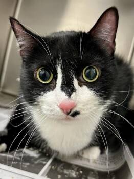 Domestic Short Hair Cats Available for Adoption in Wichita, Kansas - Pope | PetCurious