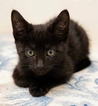 Aidan -  Domestic Short Hair Cat for Adoption in Trenton, New Jersey - Aidan | PetCurious