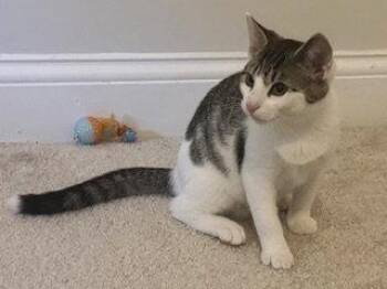 KITTEN SLY -  Domestic Short Hair Cat for Adoption in Franklin, Tennessee - KITTEN SLY | PetCurious