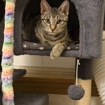 Sabrina -  Tabby Cat for Adoption in Beach Park, Illinois - Sabrina | PetCurious