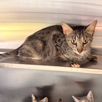 Ellie -  Domestic Short Hair Cat for Adoption in Edinburg, Texas - Ellie | PetCurious