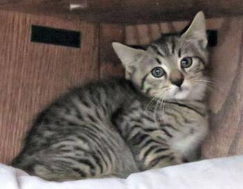 Peddlar -  Domestic Short Hair Cat for Adoption in Lexington, Virginia - Peddlar | PetCurious