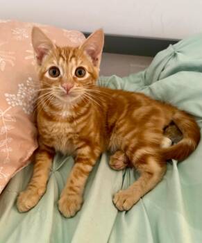 Yeti -  Domestic Short Hair Cat for Adoption in Millcreek, Utah - Yeti | PetCurious