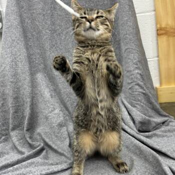 Turn-Up -  Domestic Short Hair Cat for Adoption in Madisonville, Kentucky - Turn-Up | PetCurious