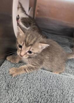 CRANBERRY -  Domestic Short Hair Cat for Adoption - CRANBERRY | PetCurious