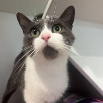 Misty -  Domestic Short Hair Cat Available for Adoption in Buellton, California - Misty | PetCurious