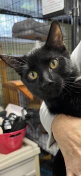 Ozzy -  Domestic Short Hair Cat for Adoption in Holland, Michigan - Ozzy | PetCurious