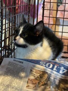 Domestic Short Hair Cats Available for Adoption in San Antonio, Texas - Penguin | PetCurious