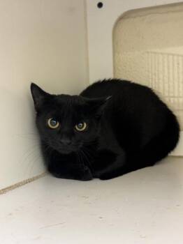 Lilith -  Domestic Short Hair Cat for Adoption in Vero Beach, Florida - Lilith | PetCurious