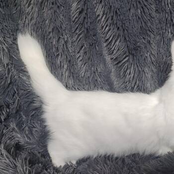 Polar -  Maine Coon Cat for Adoption in Coos Bay, Oregon - Polar | PetCurious