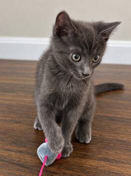 Smokey Joe -  Russian Blue and Domestic Short Hair Cat for Adoption in Plano, Texas - Smokey Joe | PetCurious