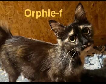 Orphie 26 -  Tabby and Calico Cat for Adoption in Brookhaven, Mississippi - Orphie 26 | PetCurious