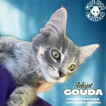 Gouda -  Domestic Short Hair Cat for Adoption in Wilmington, North Carolina - Gouda | PetCurious