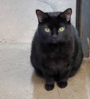 Rescue Domestic Short Hair Cats for Adoption in Marietta, Ohio - Elvira (Spayed) | PetCurious