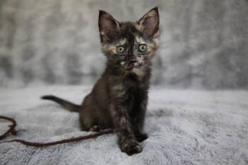 Domestic Short Hair Cats Available for Adoption in Charlotte, North Carolina - BRYNN | PetCurious