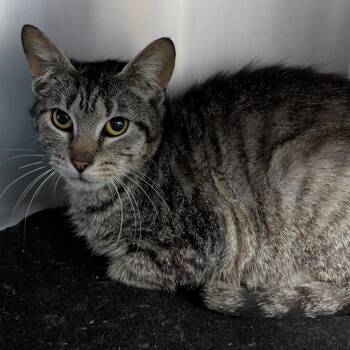 Domestic Short Hair Cats Available for Adoption - Hopscotch | PetCurious