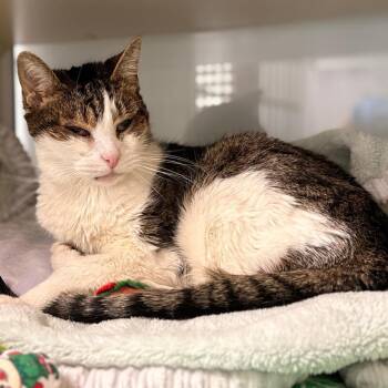 Pretty Kitty -  Domestic Short Hair Cat for Adoption in Cumming, Georgia - Pretty Kitty | PetCurious