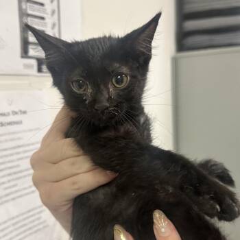 Dynamite -  Domestic Short Hair Cat for Adoption in Charleston, West Virginia - Dynamite | PetCurious