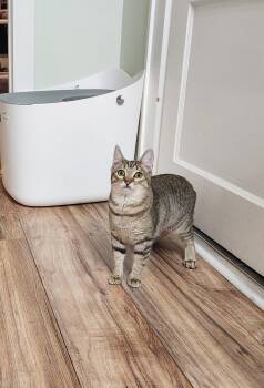 Rescue Domestic Short Hair Cats for Adoption in Brighton, New York - Hula | PetCurious