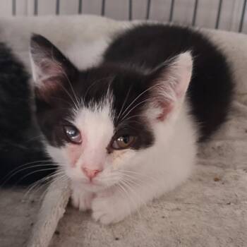 Quinoa -  Domestic Short Hair Cat for Adoption in Portland, Indiana - Quinoa | PetCurious