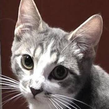 Mark -  Domestic Short Hair Cat for Adoption in Buhl, Idaho - Mark | PetCurious