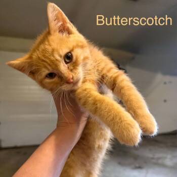 Butterscotch -  Domestic Short Hair Cat for Adoption in Spring Hill, Kansas - Butterscotch | PetCurious