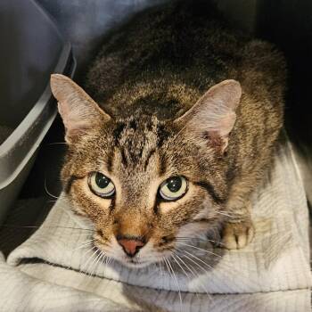 Dark Knight -  Domestic Short Hair Cat for Adoption in Park Falls, Wisconsin - Dark Knight | PetCurious