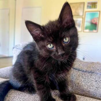 Domestic Short Hair Cats Available for Adoption - Bob | PetCurious