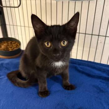 Ruth -  Domestic Short Hair Cat for Adoption in Hampton Bays, New York - Ruth | PetCurious