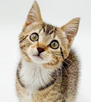Nori is nothing but SWEET SWEET - and those EARS - OLD ENOUGH TO -  Bengal and Abyssinian Cat for Adoption in Bedford Hills, New York - Nori Is Nothing But SWEET SWEET - And Those EARS - OLD ENOUGH TO | PetCurious