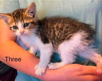 Domestic Short Hair Cats Available for Adoption in El Dorado, Arkansas - Case | PetCurious