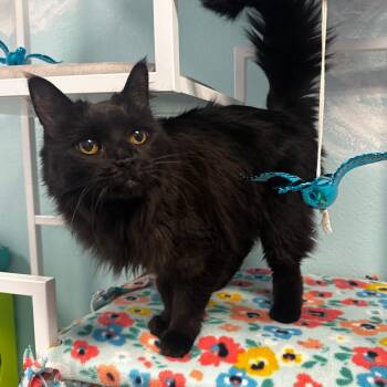 Ravenna -  Domestic Long Hair Cat for Adoption in Kanab, Utah - Ravenna | PetCurious