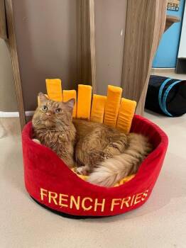 Caju -  Domestic Long Hair Cat for Adoption in Harpers Ferry, West Virginia - Caju | PetCurious