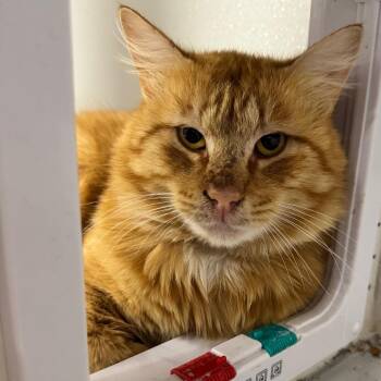 Phoenix JG -  Domestic Short Hair Cat for Adoption in Austin, Texas - Phoenix JG | PetCurious