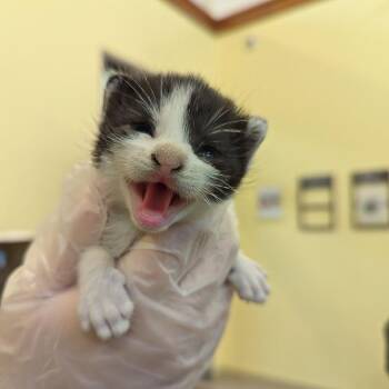 Green Bean -  Domestic Short Hair Cat for Adoption in Lynchburg, Virginia - Green Bean | PetCurious
