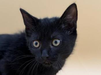Ellen -  Domestic Short Hair Cat for Adoption in Portland, Oregon - Ellen | PetCurious