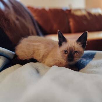 Duchess -  Siamese Cat for Adoption in San Diego, California - Duchess | PetCurious