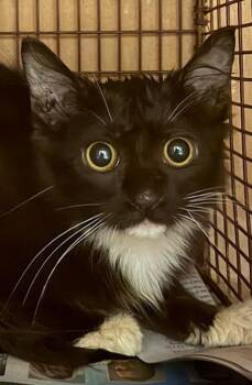 Orion -  Domestic Short Hair Cat for Adoption in Austin, Texas - Orion | PetCurious