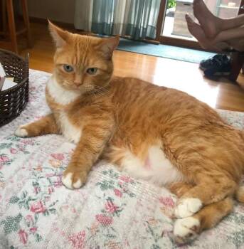 Carrot -  Domestic Short Hair Cat for Adoption in Huntley, Illinois - Carrot | PetCurious