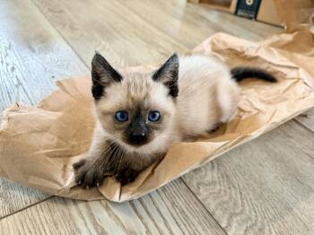 Laramie - Bonded with Lander -  Domestic Short Hair and Siamese Cat for Adoption in Fremont, California - Laramie - Bonded With Lander | PetCurious