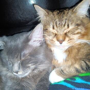 Domestic Medium Hair Cats Available for Adoption in Chattanooga, Tennessee - Gumball | PetCurious