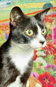 Gatsby -  Tuxedo and Domestic Short Hair Cat for Adoption in San Luis Obispo, California - Gatsby | PetCurious