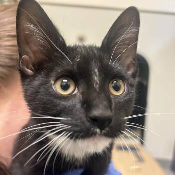 Jimmy -  Domestic Short Hair Cat for Adoption in Charlottesville, Virginia - Jimmy | PetCurious